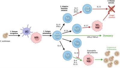 Influence of Pathogen Carbon Metabolism on Interactions With Host Immunity